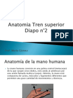 Diapositiva N°11 Anatomia Tren Superior