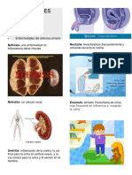 Enfermedades Del Sistema Urinario