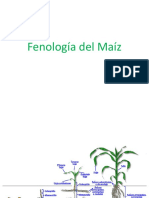 5 - Fenología Del Maíz