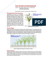 Sorghum Growth and Development - NCSUv2