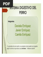 Sistema Digestivo Del Perro PDF