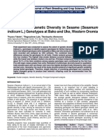 Assessment of Genetic Diversity in Sesame (Sesamum Indicum L.) Genotypes at Bako and Uke, Western Oromia