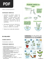 Afiches Institucionales - Cultivos Escolares - Cilantro - Cebollin - Ají Dulce - Pimenton