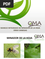 Minador Oma