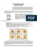 Prueba Piloto Mitosis Meiosis 2018-2