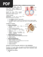 FUNCIONES REPRODUCTORAS Y HORMONALES MASCULINAS Resumen