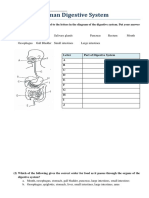 Human Digestive System Worksheet