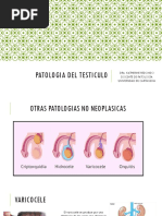 Patologia Del Testiculo