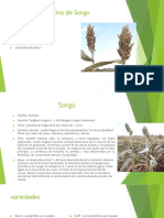 Cultivo de Sorgo