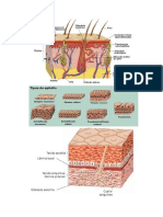 Tecido Epitelial e Conjutivo