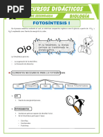 Elementos Que Intervienen en La Fotosíntesis para Cuarto de Secundaria