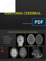 Anatomia Cerebral