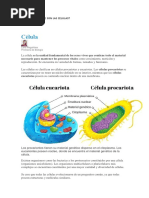 Las Celulas Animales y Vegetales