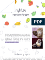 Synchytrium Endobioticum