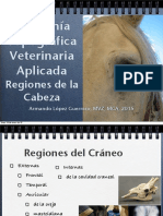 02 Regiones de La Cabeza PDF