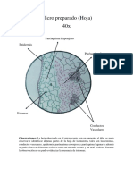 Micro Preparado (Hoja)