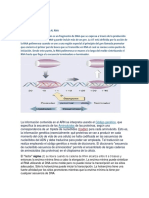 Transcripción Del Adn