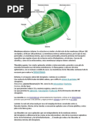 Membrana Externa e Interna