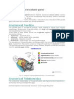 II - 51. The Parotid Salivary Gland