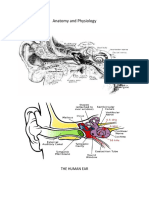 Anatomy and Physiology: The Human Ear