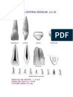 ANATOMIE ENDODONTICA Complet