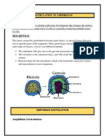 Gastrulation in Amphibians