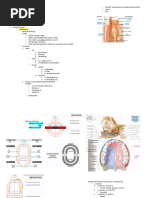 Fosa Oral y Órganos de La Gustación