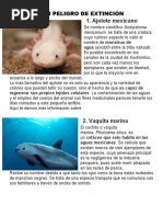 Animales en Peligro de Extincion