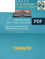 Exposicion Anatomia Dental