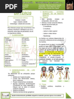 DIPTEROS Parasitologia