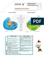 Partes de La Célula y Funciones