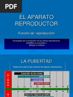 El Aparato Reproductor PDF