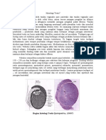 Histologi Testis