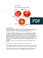 Cultivo Biológico Del Tomate