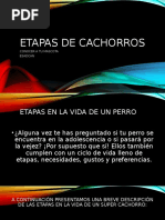 Etapas de Cachorros