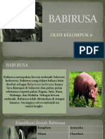 Babirusa KLPMPK 6