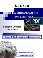 Organización Pluricelular (1º Bach) 16-17