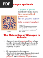 Glycogen Metabolism