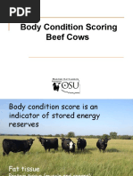 Body Condition Scoring