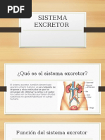 Presentación Sistema Excretor