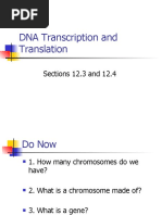 DNA Transcription and Translation