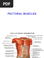 Pectoral Muscles