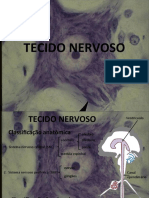 Tecido Nervoso