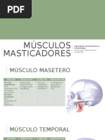 Musculos Masticatorios