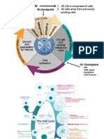 The Cell Cycle: G2 Checkpoint M Checkpoint