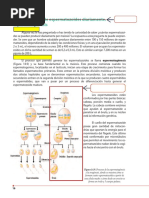 ESPERMATOGÉNESIS