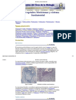 Meristemas y Sistema Fundamental PDF