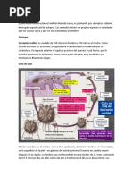 Escabiosis