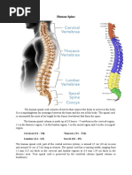 Human Spine: Cervical (C1 - C8) Thoracic (T1 - T12) Lumbar (L1 - L5) Sacral (S1 - S5)