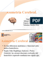 Exposición Asimetria Cerebral